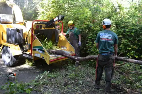 tree services Stinson Beach